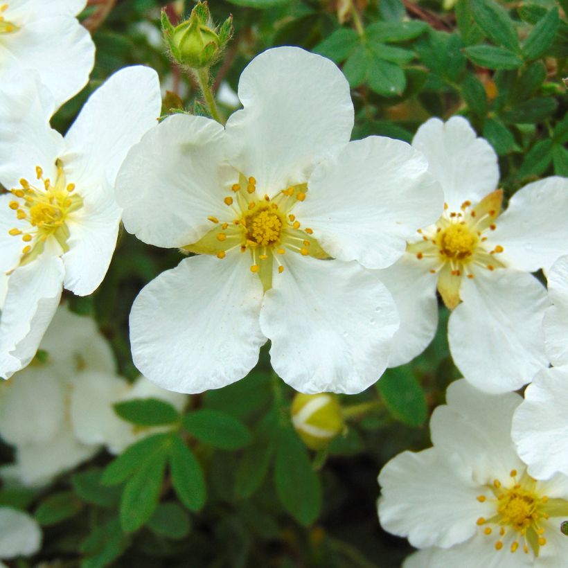 Potentilla fruticosa Abbotswood (Fioritura)