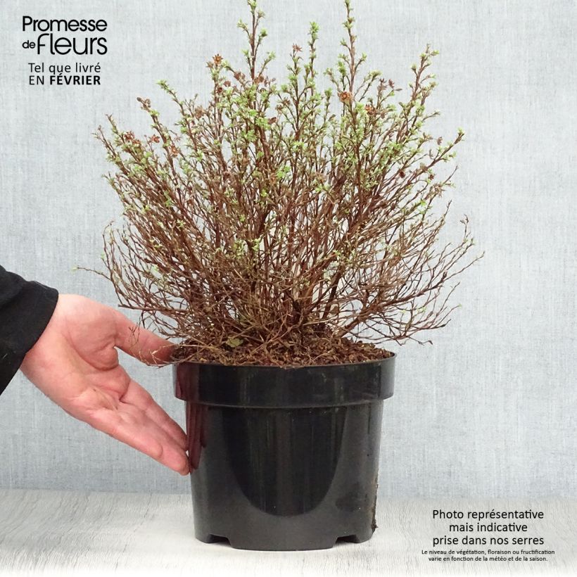 Potentilla fruticosa Kobold Vaso da 3L/4L esemplare consegnato in inverno