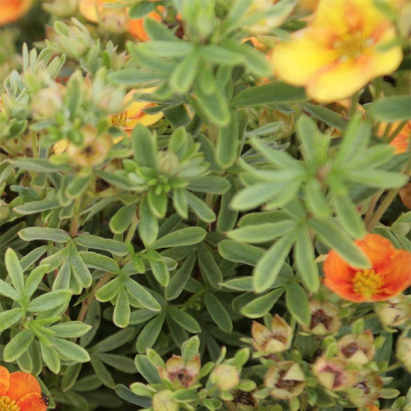 Potentilla fruticosa Mango Tango (Fogliame)