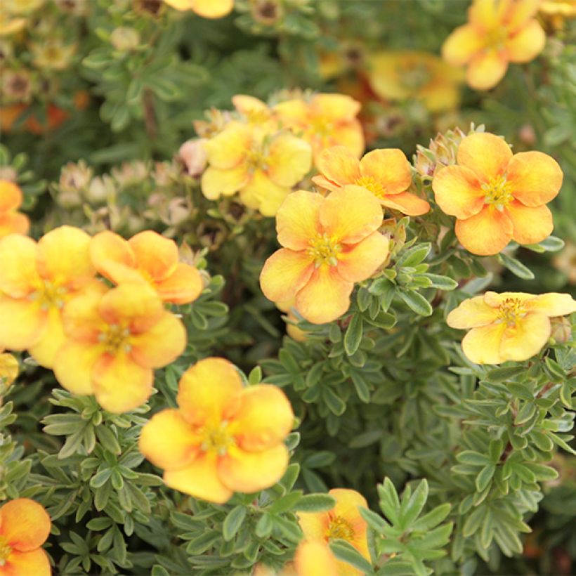 Potentilla fruticosa Mango Tango (Fioritura)