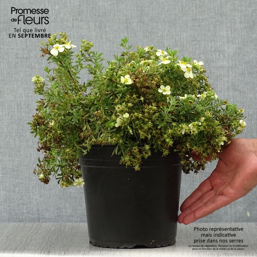 Esemplare di Potentilla fruticosa Creamissima Vaso da 4L/5L come consegnato in autunno