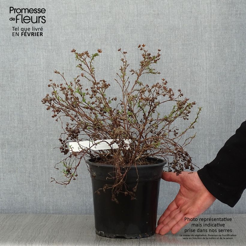 Potentilla fruticosa Creamissima Vaso da 4L/5L esemplare consegnato in inverno