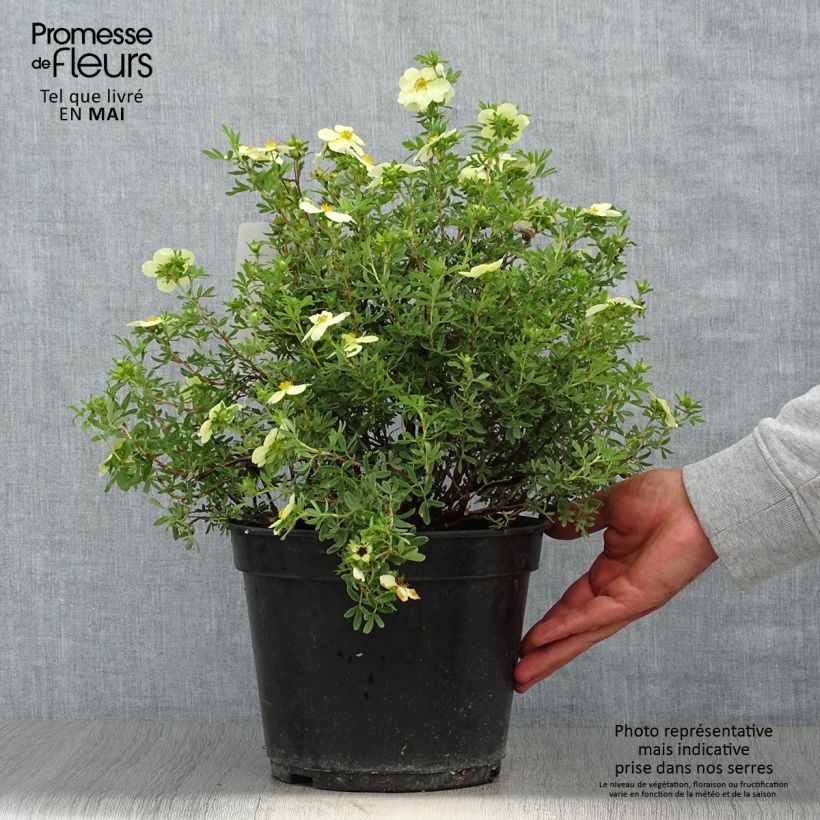 Potentilla fruticosa Creamissima Vaso da 4L/5L esemplare consegnato in primavera