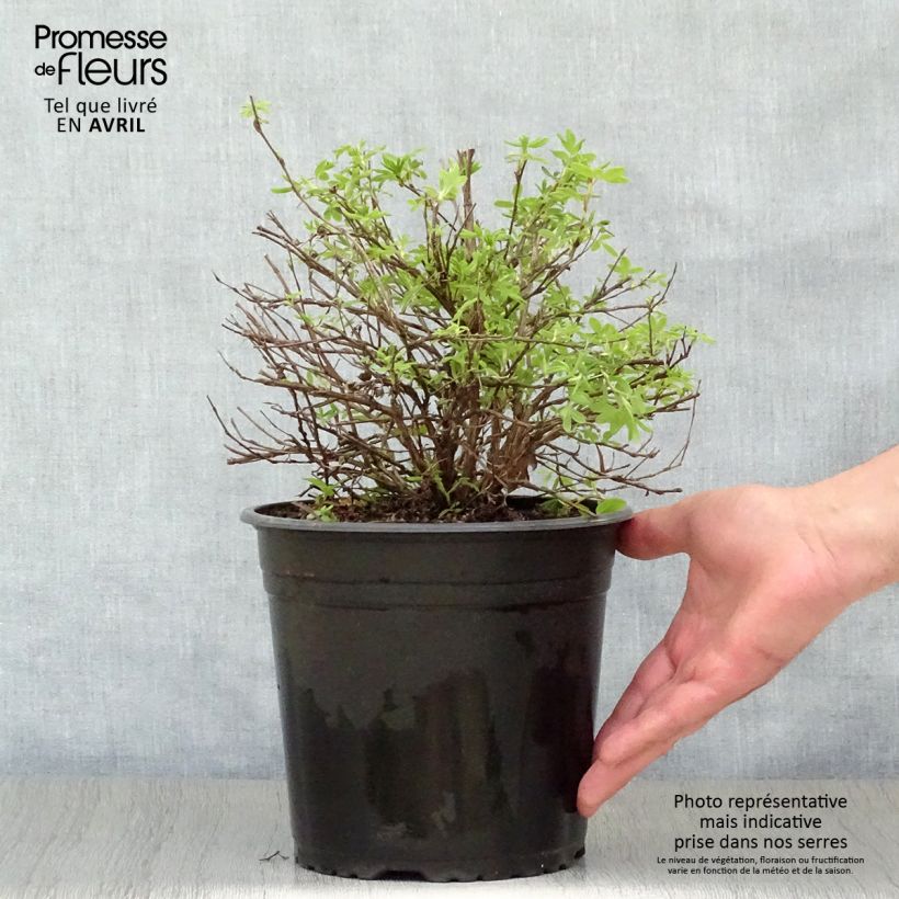 Potentilla fruticosa Double Punch Cream Vaso da 3L/4L esemplare consegnato in primavera