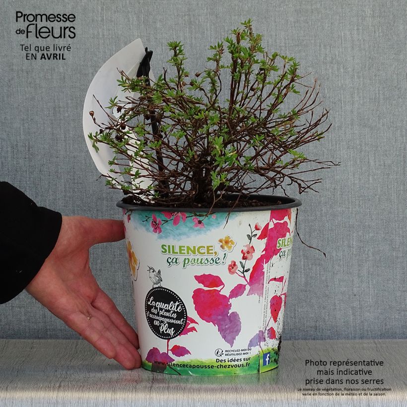 Potentilla fruticosa Double Punch Gold Vaso da 2L/3L esemplare consegnato in primavera