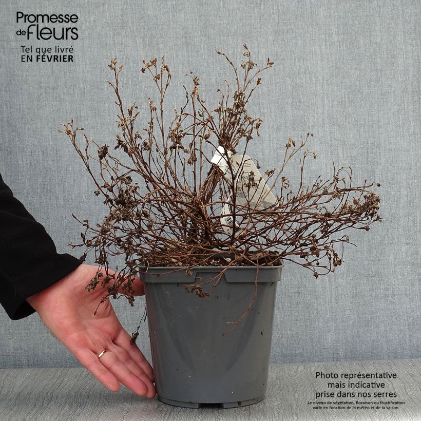 Potentilla fruticosa Double Punch Peach Vaso da 3L/4L esemplare consegnato in inverno
