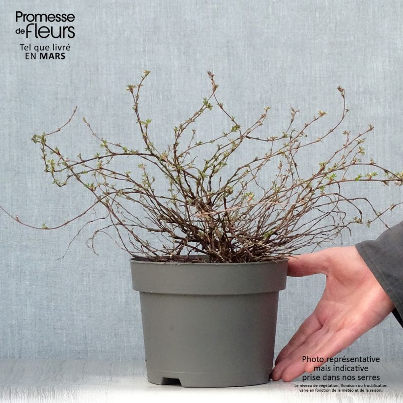 Potentilla fruticosa Elizabeth Vaso da 2L/3L esemplare consegnato in primavera