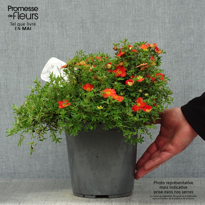 Potentilla fruticosa Red joker Vaso da 3L/4L esemplare consegnato in primavera