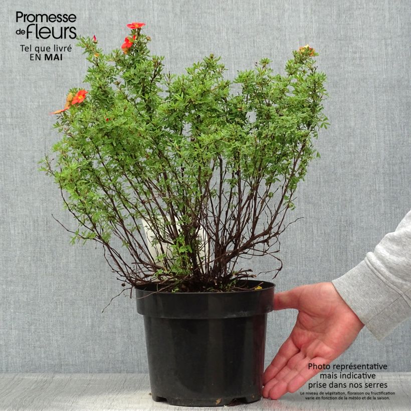 Potentilla fruticosa Red Lady Vaso da 2L/3L esemplare consegnato in primavera