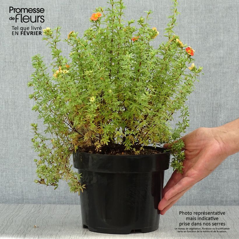 Esemplare di Potentilla fruticosa Orangissima Vaso da 4L/5L come consegnato in autunno