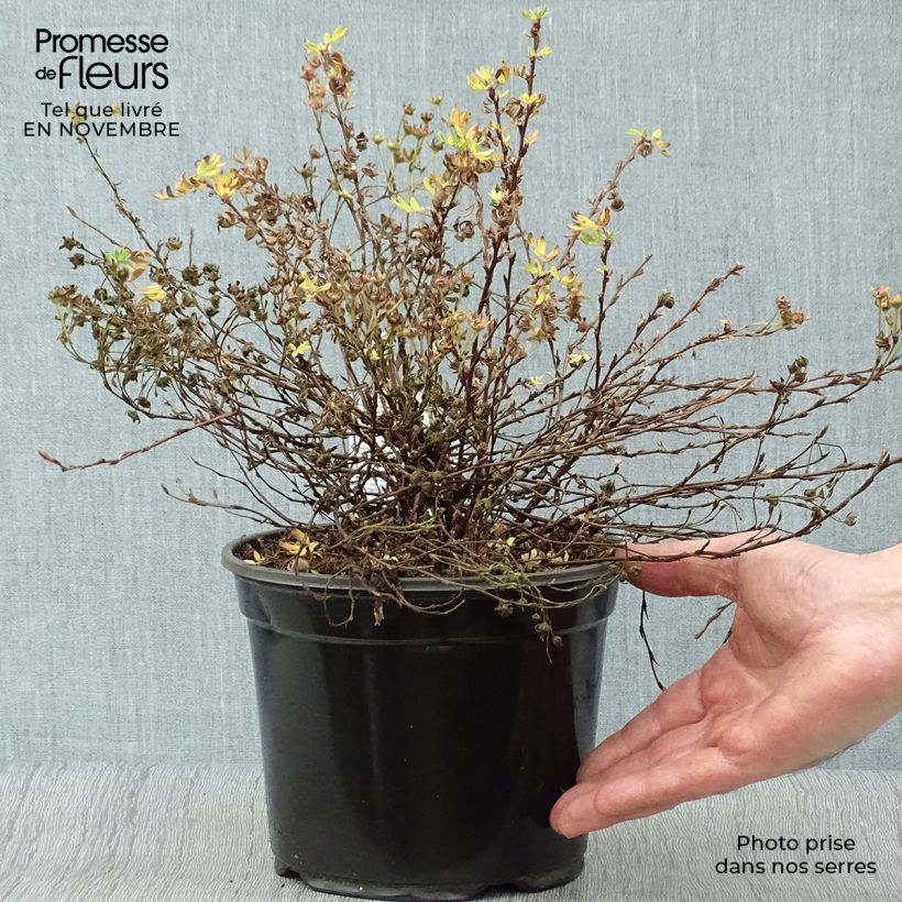 Esemplare di Potentilla fruticosa Abbotswood Vaso da 2L/3L come consegnato in autunno