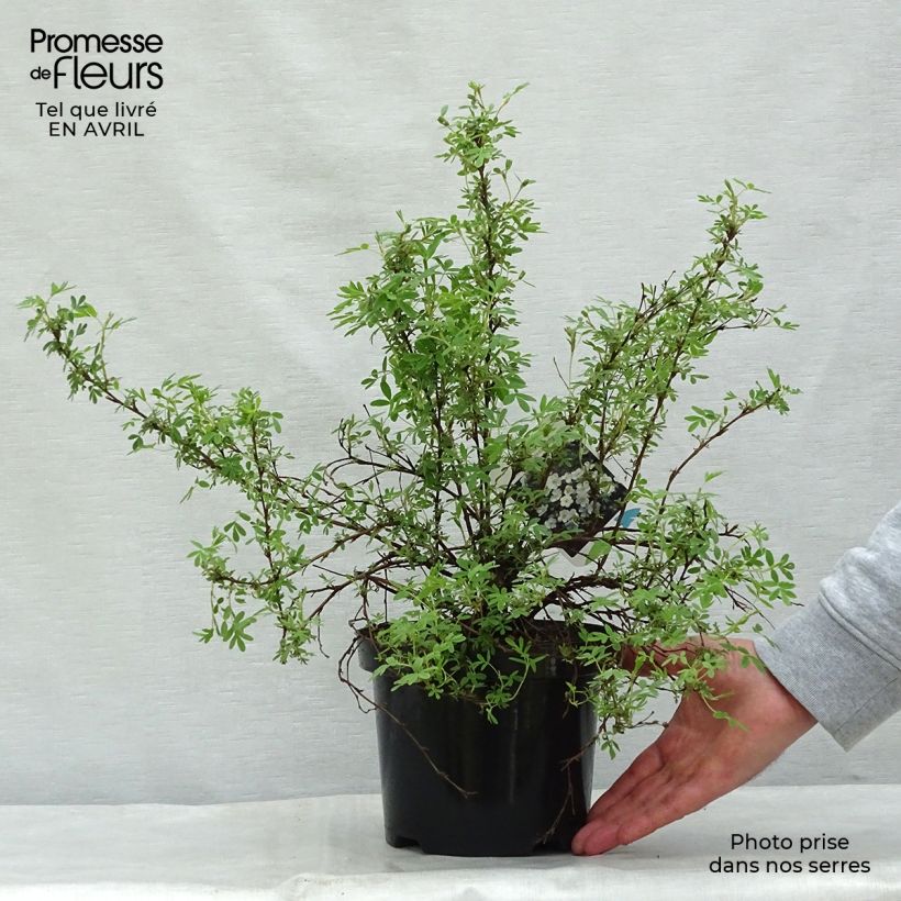 Potentilla fruticosa Abbotswood Vaso da 2L/3L esemplare consegnato in primavera