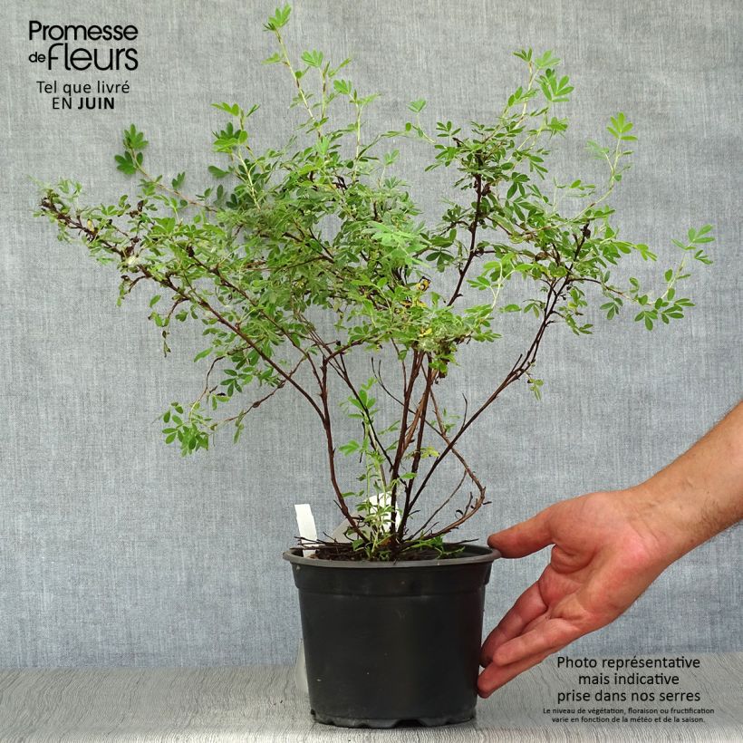 Esemplare di Potentilla fruticosa Abbotswood Vaso da 2L/3L consegnato in estate