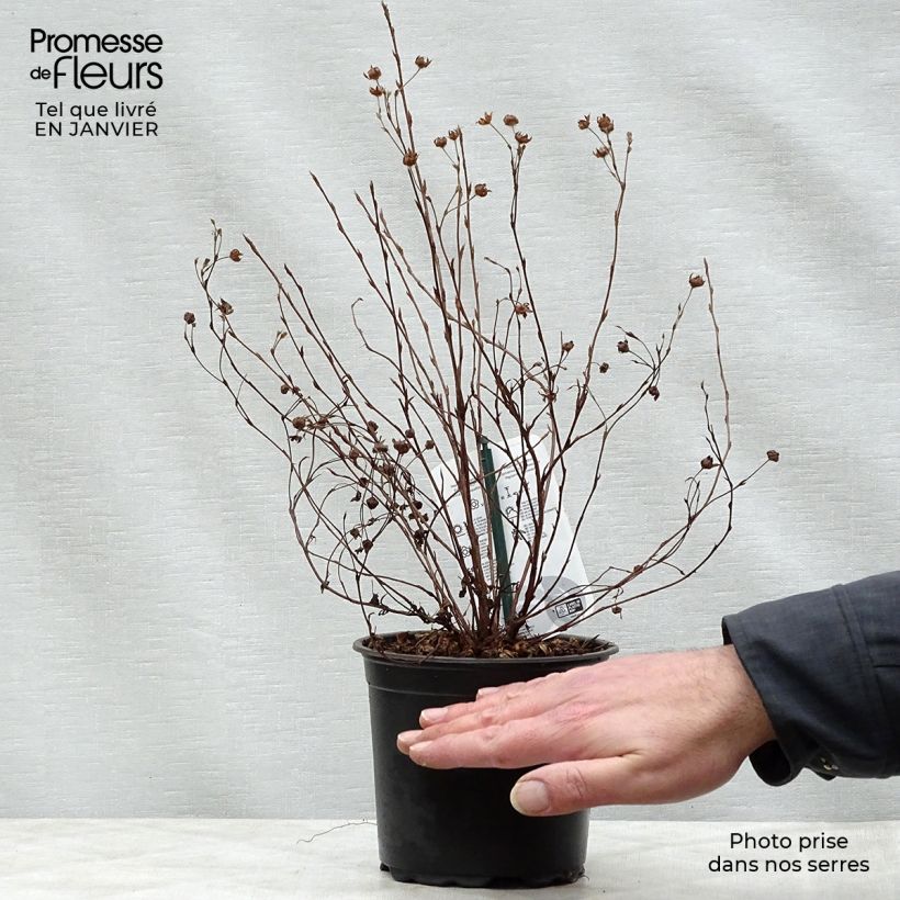 Potentilla fruticosa Abbotswood Vaso da 1L/1,5L esemplare consegnato in inverno