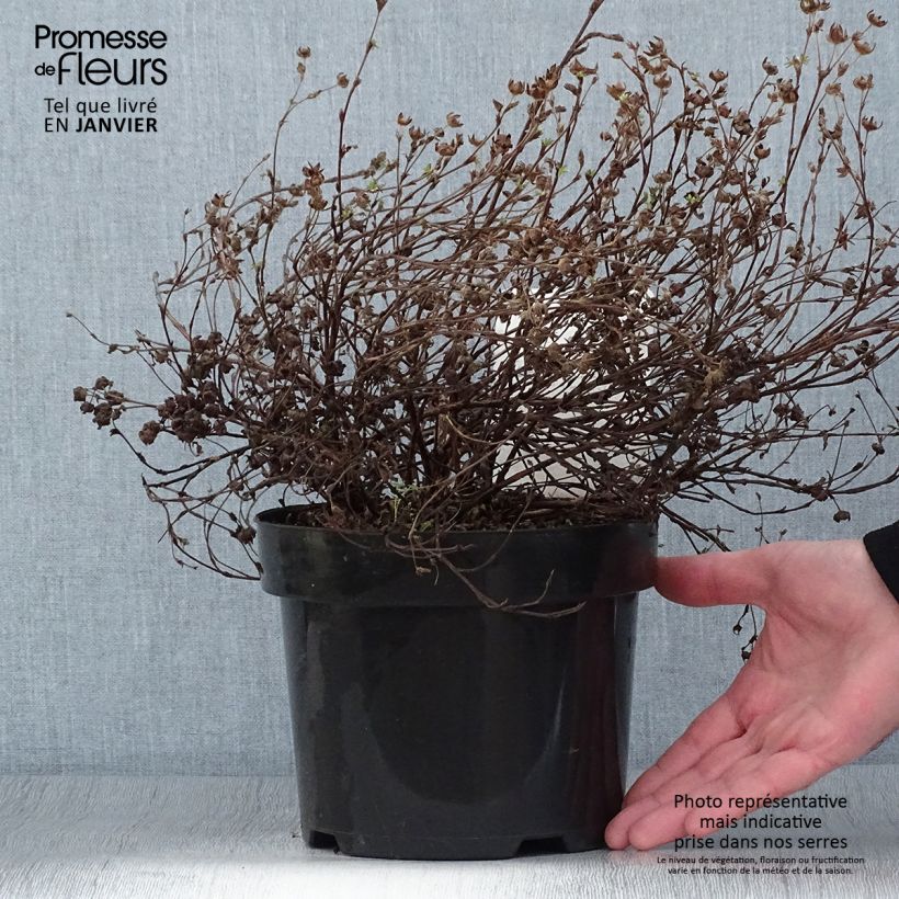 Potentilla fruticosa Medicine Wheel Mountain Vaso da 2L/3L esemplare consegnato in inverno