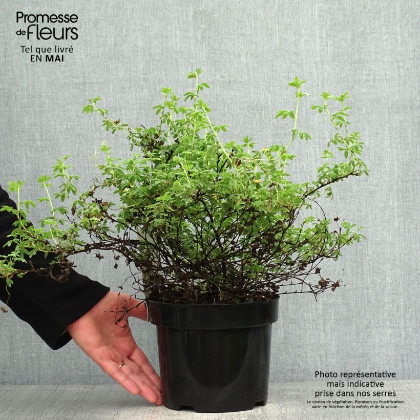 Potentilla fruticosa Medicine Wheel Mountain Vaso da 2L/3L esemplare consegnato in primavera