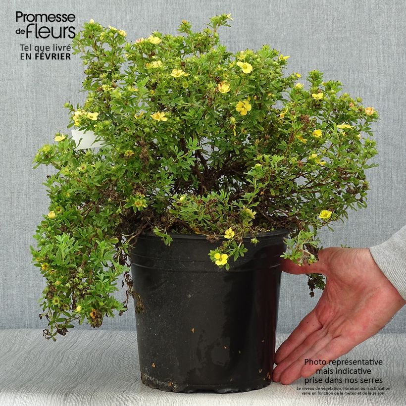 Esemplare di Potentilla fruticosa Solar'issima Vaso da 4L/5L come consegnato in autunno