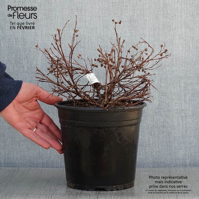 Potentilla fruticosa Solar'issima Vaso da 4L/5L esemplare consegnato in inverno
