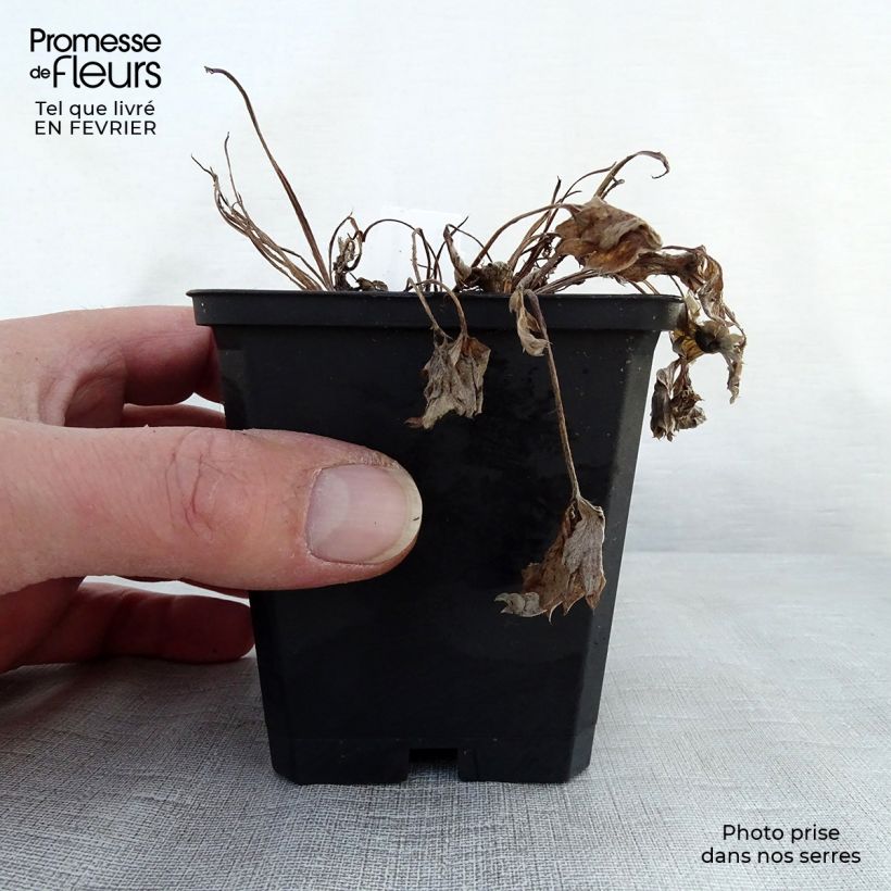 Potentilla atrosanguinea - Cinquefoglia Vasetto da 8/9 cm esemplare consegnato in inverno