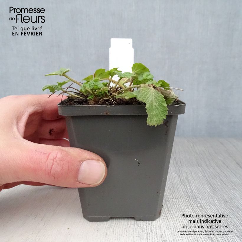 Potentilla Gibson's Scarlet Vasetto da 8/9 cm esemplare consegnato in inverno