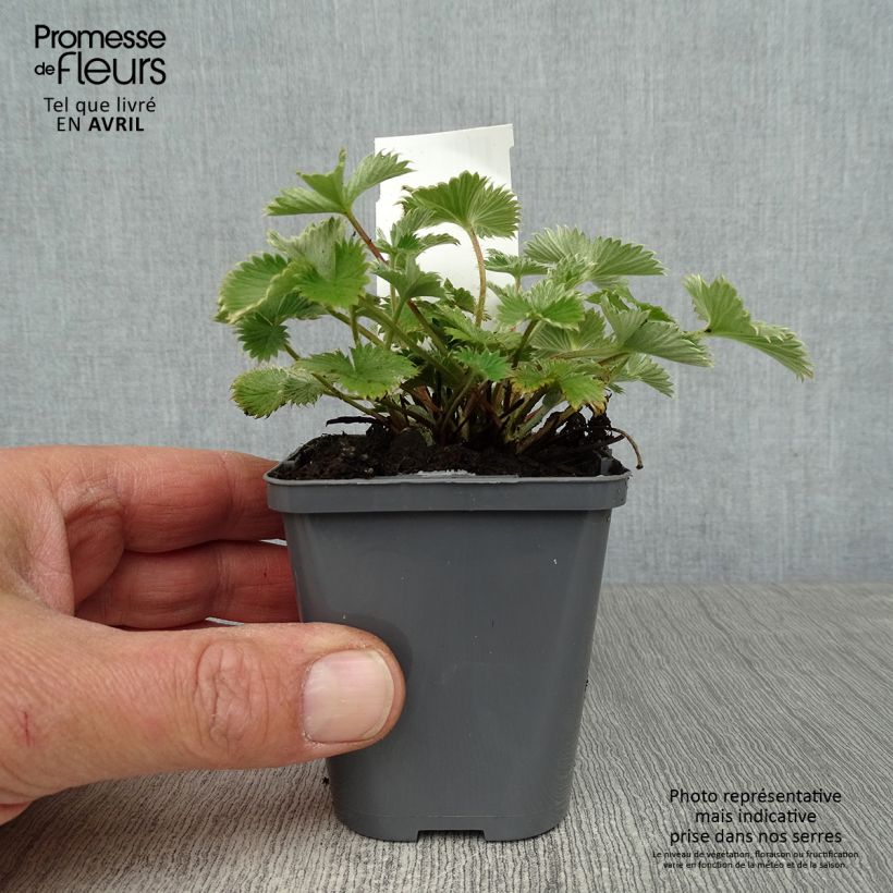 Potentilla Gibson's Scarlet Vasetto da 8/9 cm esemplare consegnato in primavera