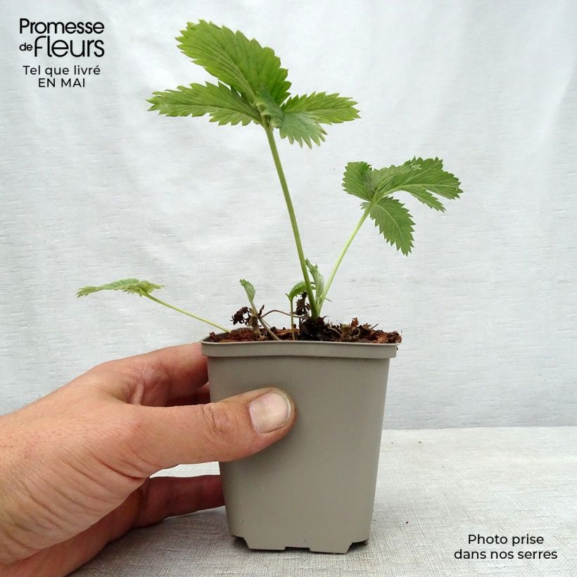 Potentilla William Rollisson Vasetto da 8/9 cm esemplare consegnato in primavera