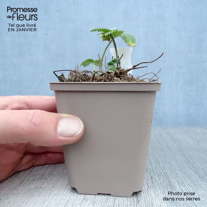 Potentilla William Rollisson Vasetto da 8/9 cm esemplare consegnato in inverno