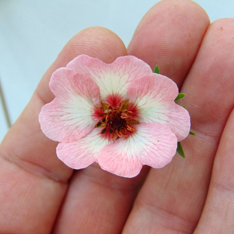 Potentilla hopwoodiana (Fioritura)