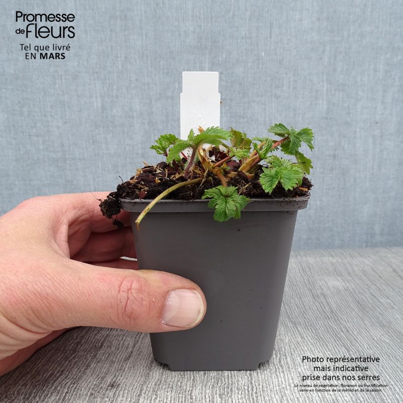 Potentilla hopwoodiana Vasetto da 8/9 cm esemplare consegnato in inverno