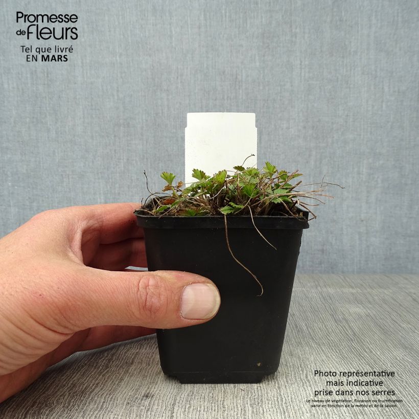 Potentilla tonguei Vasetto da 8/9 cm esemplare consegnato in primavera