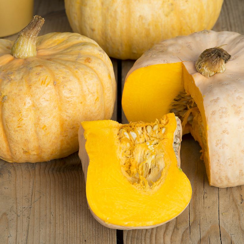 Zucca Australian Butter (Raccolta)