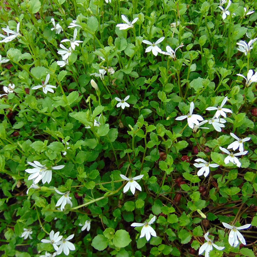 Pratia pedunculata (Porto)