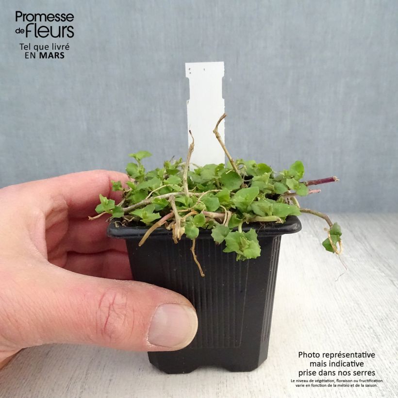 Pratia pedunculata Alba Vasetto da 8/9 cm esemplare consegnato in primavera