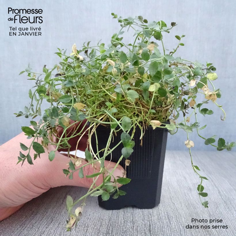 Pratia pedunculata County Park Vasetto da 8/9 cm esemplare consegnato in inverno