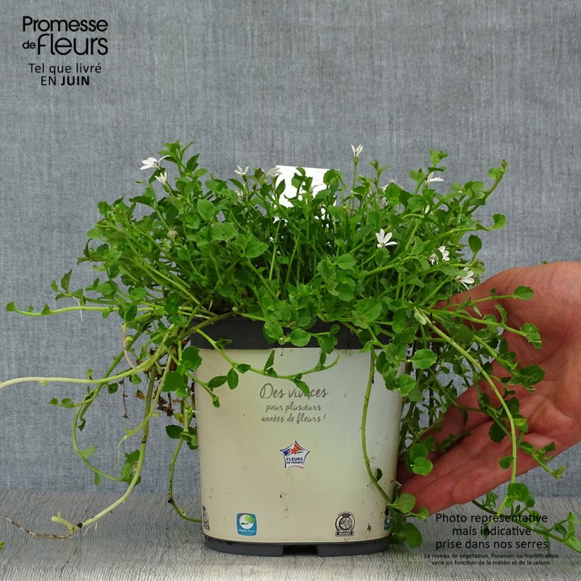 Esemplare di Pratia pedunculata Vaso da 2L/3L consegnato in estate