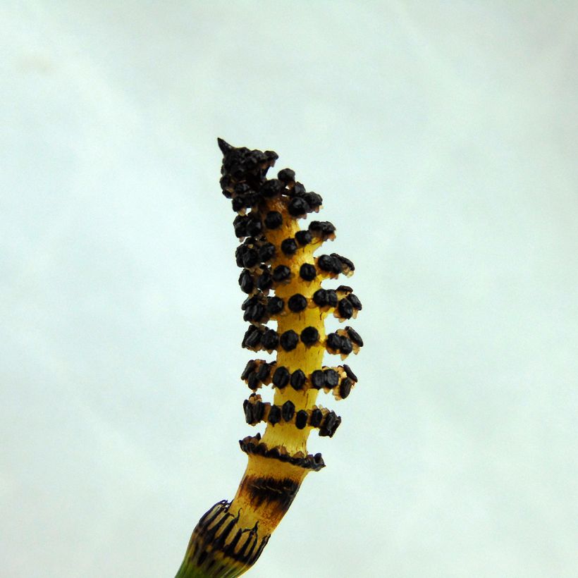 Equisetum hyemale - Equiseto invernale (Fioritura)