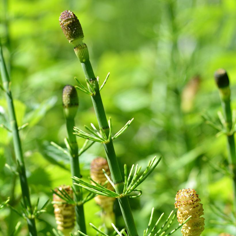 Equisetum fluviatile - Equiseto fluviatile (Fioritura)