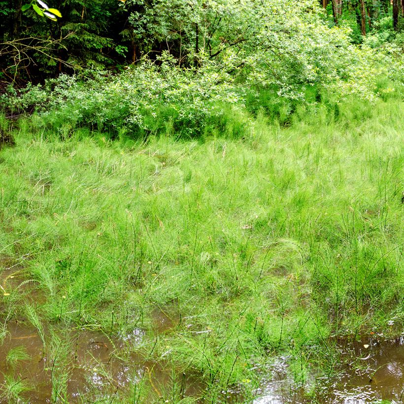 Equisetum fluviatile - Equiseto fluviatile (Porto)