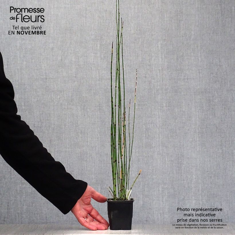 Esemplare di Equisetum hyemale - Equiseto invernale Vasetto da 8/9 cm come consegnato in autunno