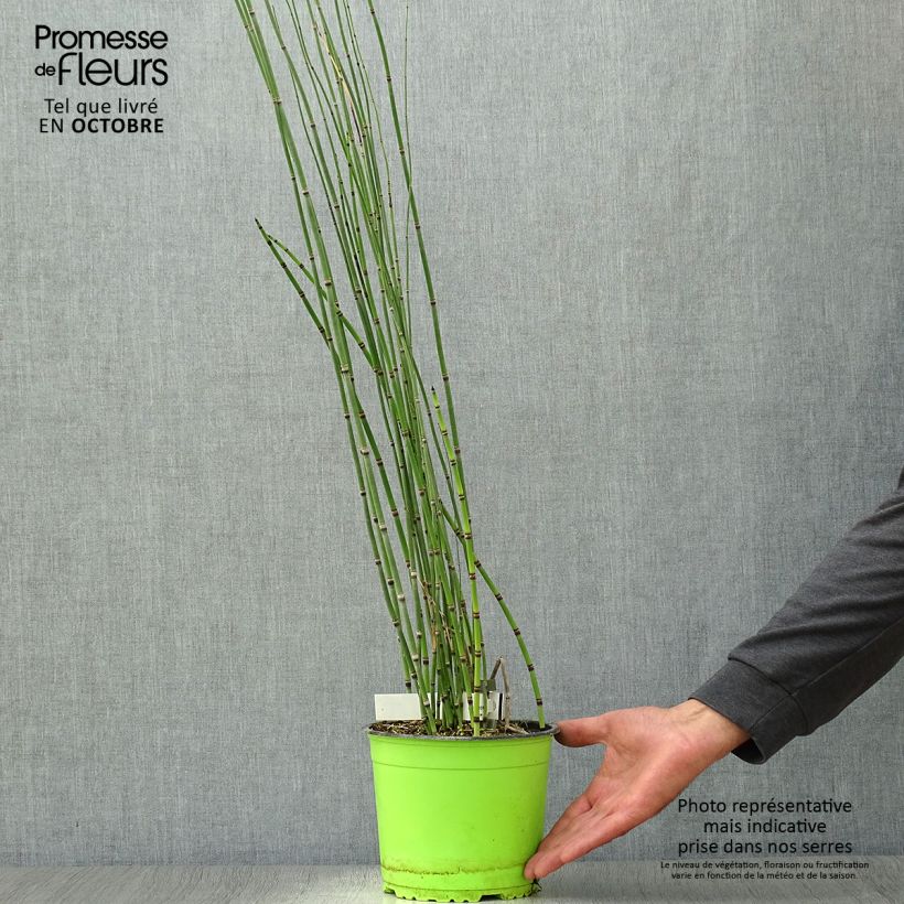 Esemplare di Equisetum hyemale - Equiseto invernale Vaso da 2L/3L come consegnato in autunno