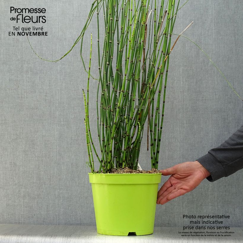 Esemplare di Equisetum hyemale - Equiseto invernale Vaso da 7,5L/10L come consegnato in autunno