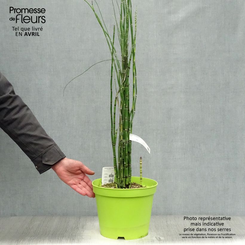 Equisetum hyemale - Equiseto invernale Vaso da 7,5L/10L esemplare consegnato in primavera