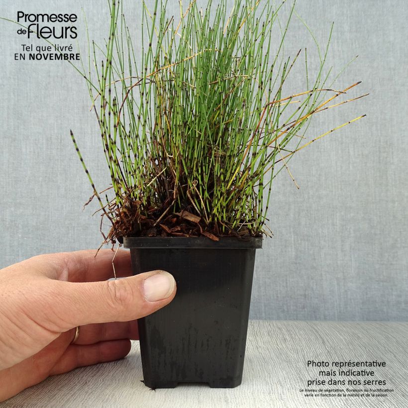 Esemplare di Equisetum scirpoides - Equiseto nano Vasetto da 8/9 cm come consegnato in autunno