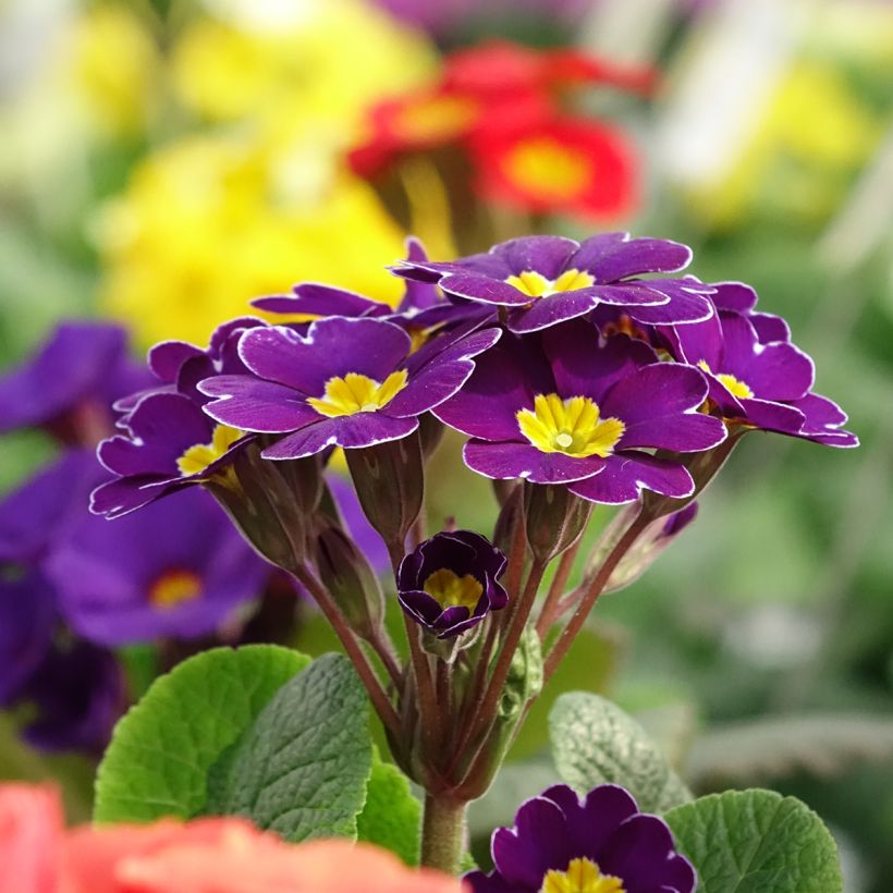 Primula elatior Veristar Late Twinkle Violet - Primula maggiore (Fioritura)