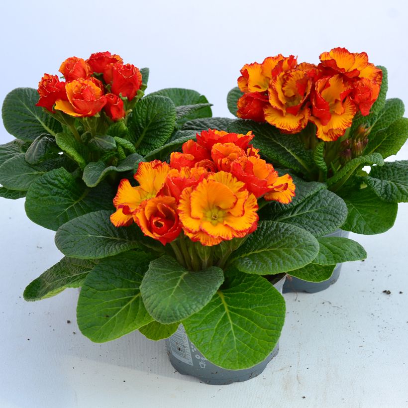Primula Chinese New Year (Fioritura)