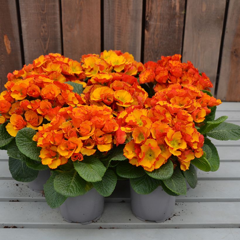 Primula Chinese New Year (Porto)