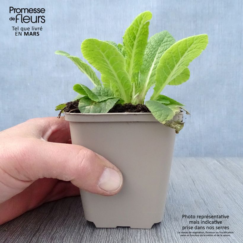 Primula Elizabeth Killelay Vasetto da 8/9 cm esemplare consegnato in primavera