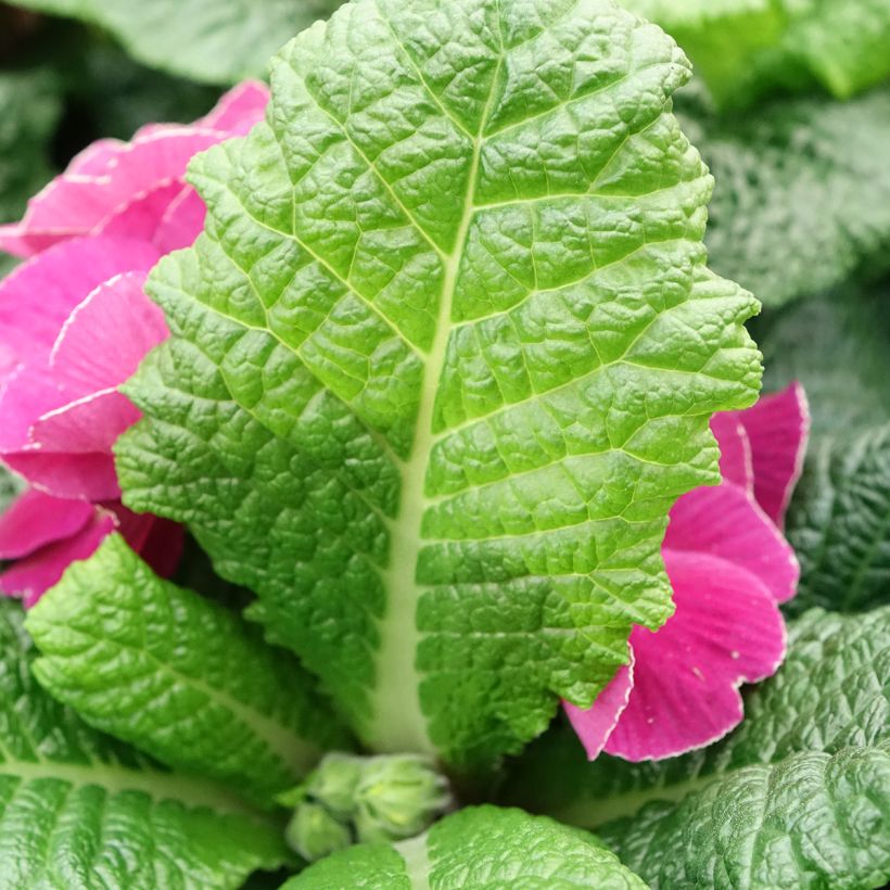 Primula pubescens Plums & Custard (Fogliame)