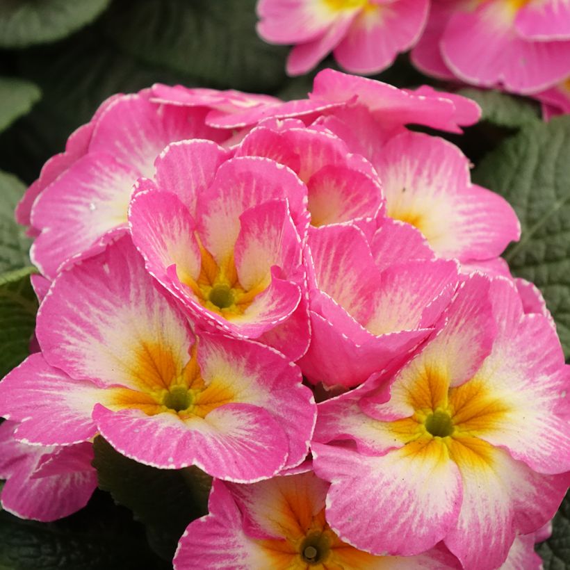 Primula Lipstick (Fioritura)