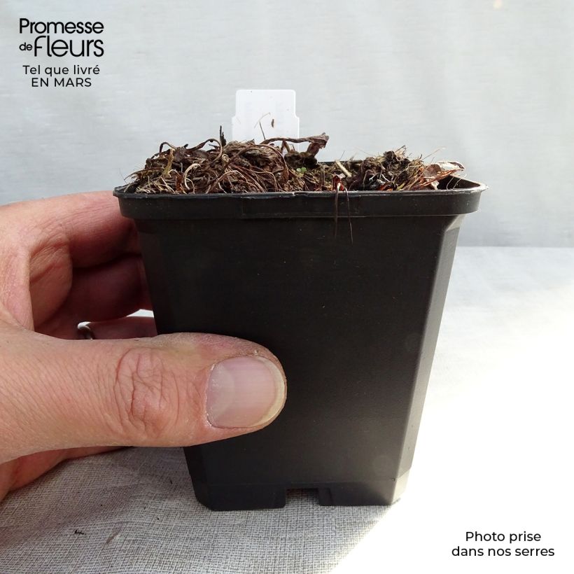 Primula denticulata Alba Vasetto da 8/9 cm esemplare consegnato in inverno